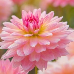 Meet your Posher, Maya